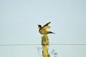 Campestris: Field Flicker