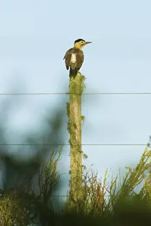 Campestris: Field Flicker