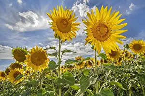 Helianthus: Field with flowering common sunflowers (Helianthus