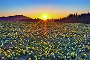 Amaryllidaceae: Field with flowering daffodils (Narcissus), Daffodils