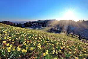 Amaryllidaceae: Field with flowering daffodils (Narcissus), Daffodils