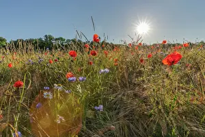 Poppies: field flowers - colourful mix of blooming field poppies and
