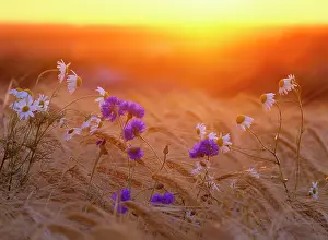 Cornflowers: Field flowers in corn field - barley field with