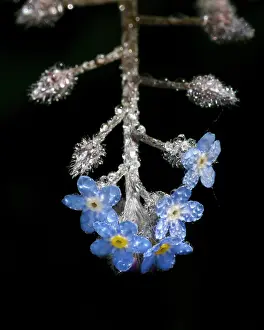 Myosotis: Field Forget-me-not