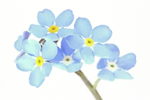 Myosotis: Field Forget-me-not