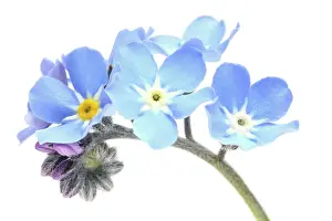 Myosotis: Field Forget-me-not