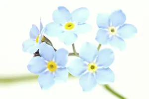Myosotis: Field Forget-me-not