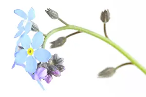 Myosotis: Field Forget-me-not