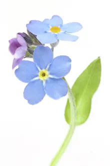 Myosotis: Field Forget-me-not