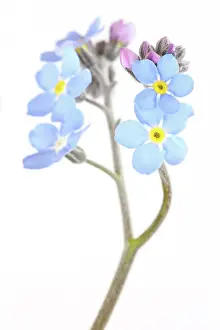 Myosotis: Field Forget-me-not