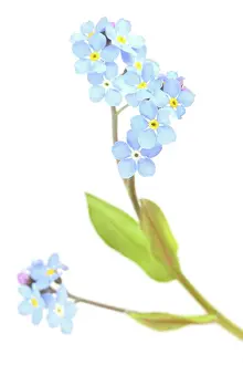 Myosotis: Field Forget-me-not
