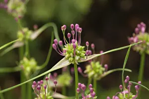 Garlics: Field garlic