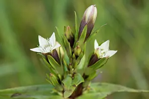 Campestris: Field Gentian