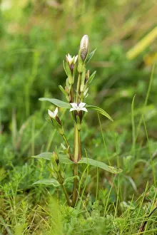 Campestris: Field Gentian