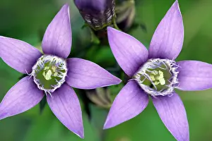 Campestris: Field Gentian - blossom in autumn