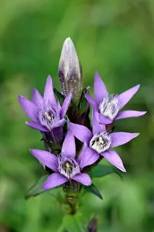 Campestris: Field Gentian - blossom in autumn