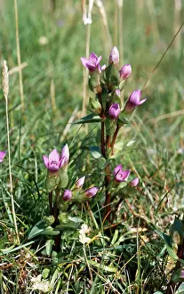 Campestris: Field Gentian / Field Felwort