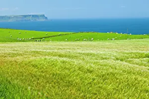 Landforms: Field and grazing coast - Northern Ireland UK