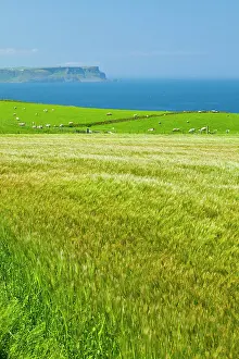 Landforms: Field and grazing coast - Northern Ireland UK