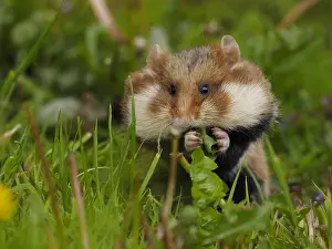 240717: Field Hamster-sitting in grass and eating, Austria