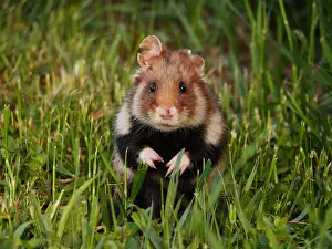 Hamster: field hamster-sitting upright on the ground, Austria