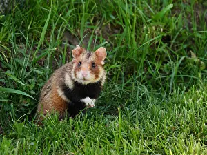 Hamster: field hamster-sitting upright on the ground, Austria