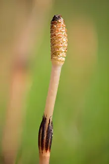 Equisetum: Field Horsetail
