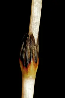 Helder: Field Horsetail