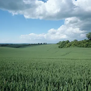 Undulating: Field in July