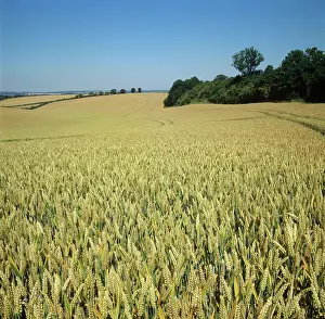 Ripening: Field in July
