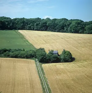 Ripe: Field in July
