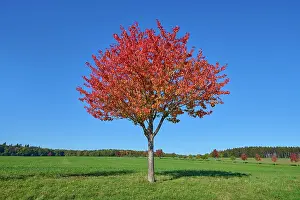 Fagales: Field landscape, cherry tree, fruit trees, sky