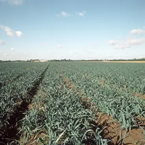 Leeks: Field of Leeks