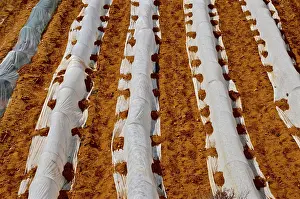 Graphic: Field of lettuce covered with white tarpaulin on