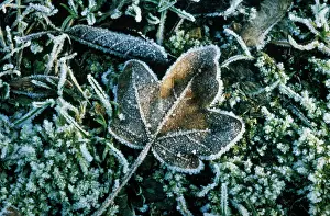 Campestre: Field Maple