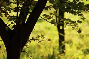Campestre: Field Maple