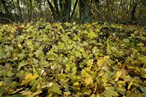 Campestre: Field Maple