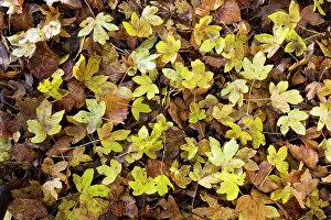 Campestre: Field Maple