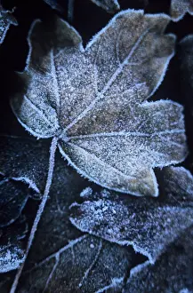 Final: Field Maple