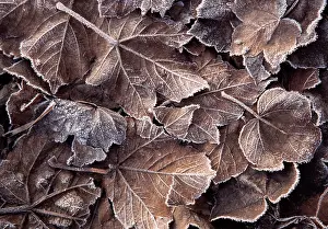 Campestre: Field Maple
