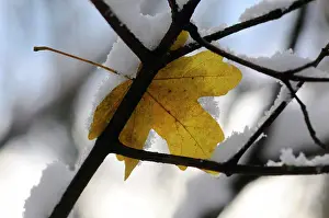 Campestre: Field Maple