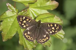 Upperside: Field Maple