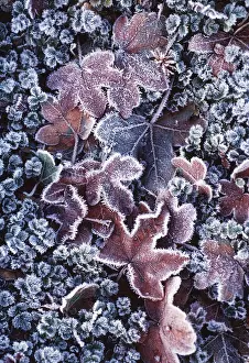 Ageing: Field Maple