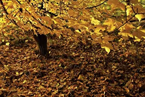 Loads: Field Maple