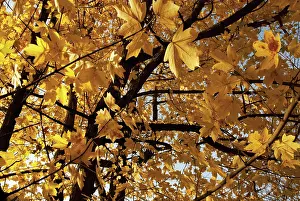 Loads: Field Maple