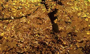 Loads: Field Maple