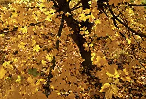 Loads: Field Maple