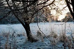 Restful: Field Maple