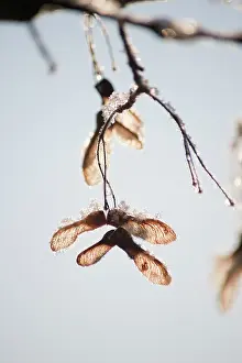 Acer: Field Maple