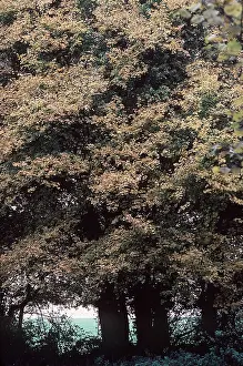 Maples: FIELD MAPLE